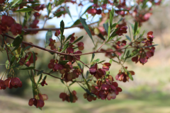 Maturing-Fruits-of-Florida-hopbush