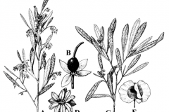 Plant-illustration-of-Florida-hopbush-