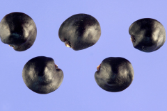 Seeds-of-Florida-hopbush