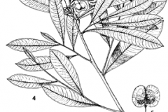 Sketch-of-Florida-hopbush