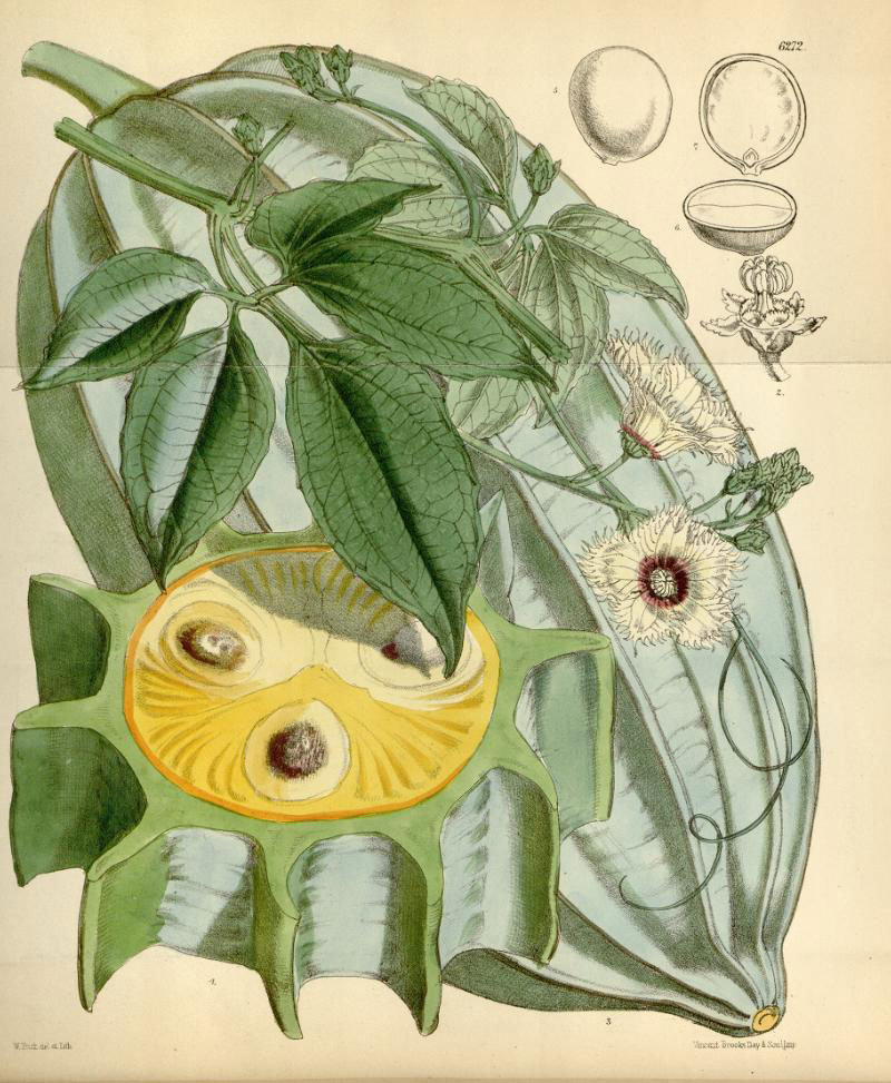 Plant-Illustration-of-Fluted-Gourd