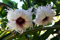Flower-of-Fluted-Gourd