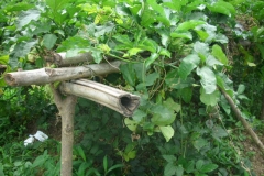 Fluted-Gourd-plant