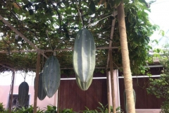 Fluted-Pumpkin-on-the-plant