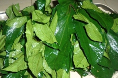 Leaves-of-Fluted-Gourd