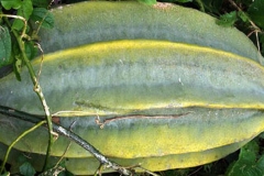Mature-Fluted-Gourd