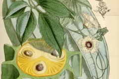 Plant-Illustration-of-Fluted-Gourd