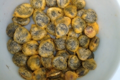 Seeds-of-Fluted-Gourd