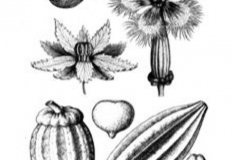 Sketch-of-Fluted-Gourd