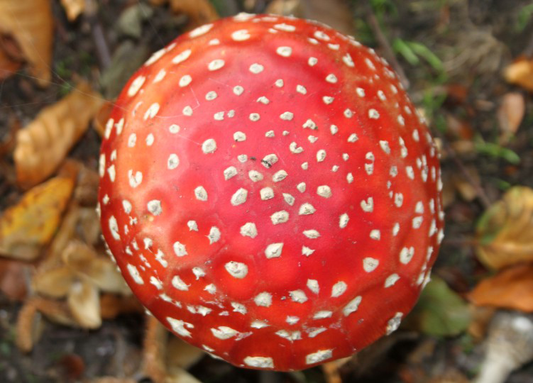 Cap-of-Fly-Agaric-mushroom