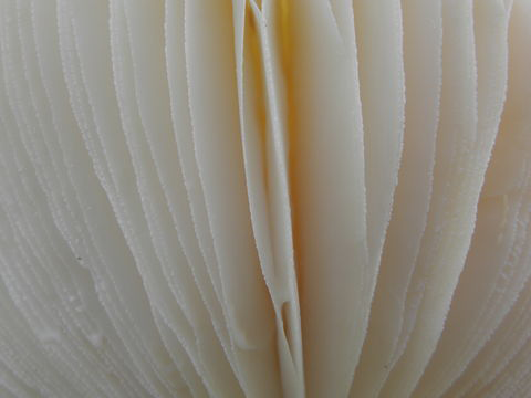Closer-view-of-gills-of-Fly-Agaric