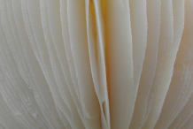 Closer-view-of-gills-of-Fly-Agaric