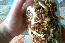 Dried-Fly-Agaric-mushroom