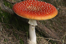 Fly-Agaric-mushroom