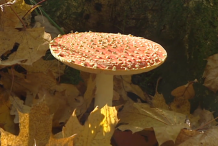 Fully grown Fly Agaric mushroom