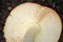 Gills-of-Fly-Agaric-mushroom
