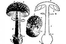 Sketch-of-Fly-Agaric-mushroom