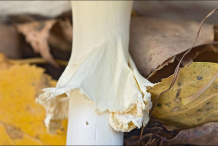Stem-of-Fly-Agaric-mushroom