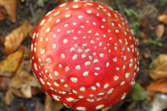Cap-of-Fly-Agaric-mushroom