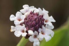 Closer-view-of-Flower-of-Fog-fruit