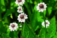 Flowers-of-Fog-fruit