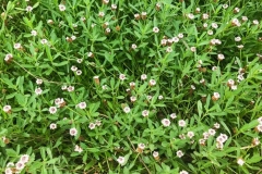 Fog-fruit-plant-growing-wild