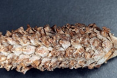 Matured-flower-heads-of-Fog-fruit