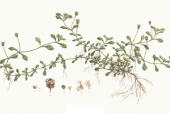 Plant-Illustration-of-Fog-fruit