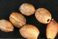 Seeds-of-Fog-fruit