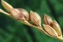 Close-up-Fonio-grains
