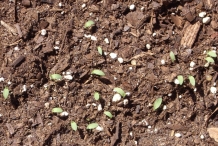 Seedlings-of-Fonio
