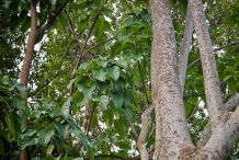 Football-fruit-leaves-and-trunk