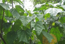 Football-fruit-leaves