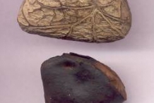 Football-fruit-seeds