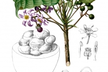 Football-plant-illustration