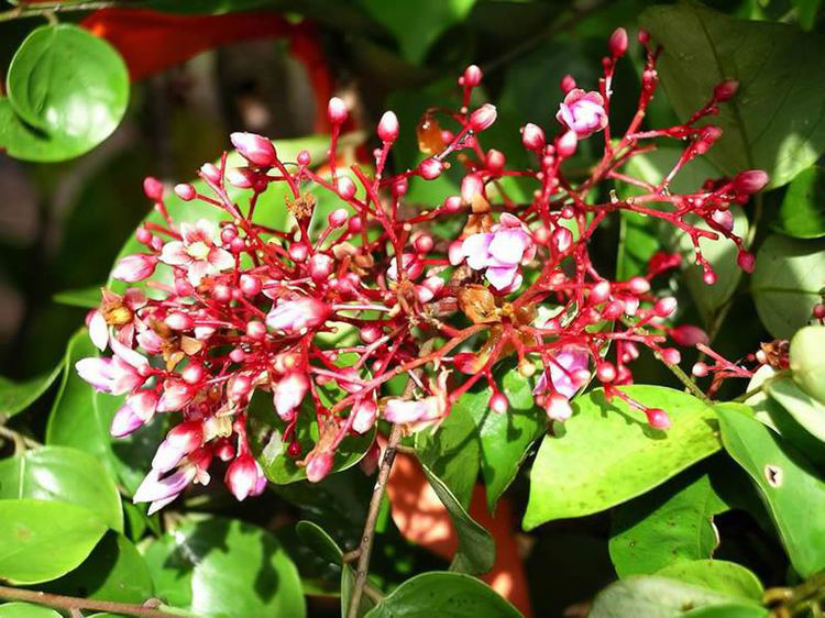 Flower-buds-of-Forest-Bilimbi