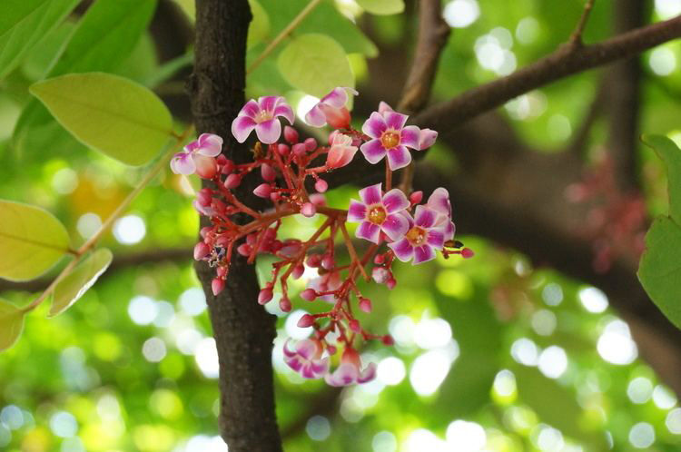 Forest-Bilimbi-flowers