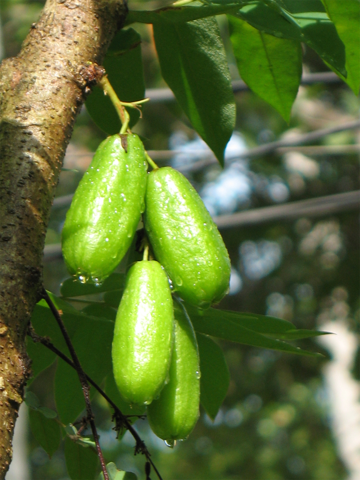Forest-Bilimbi-fruits