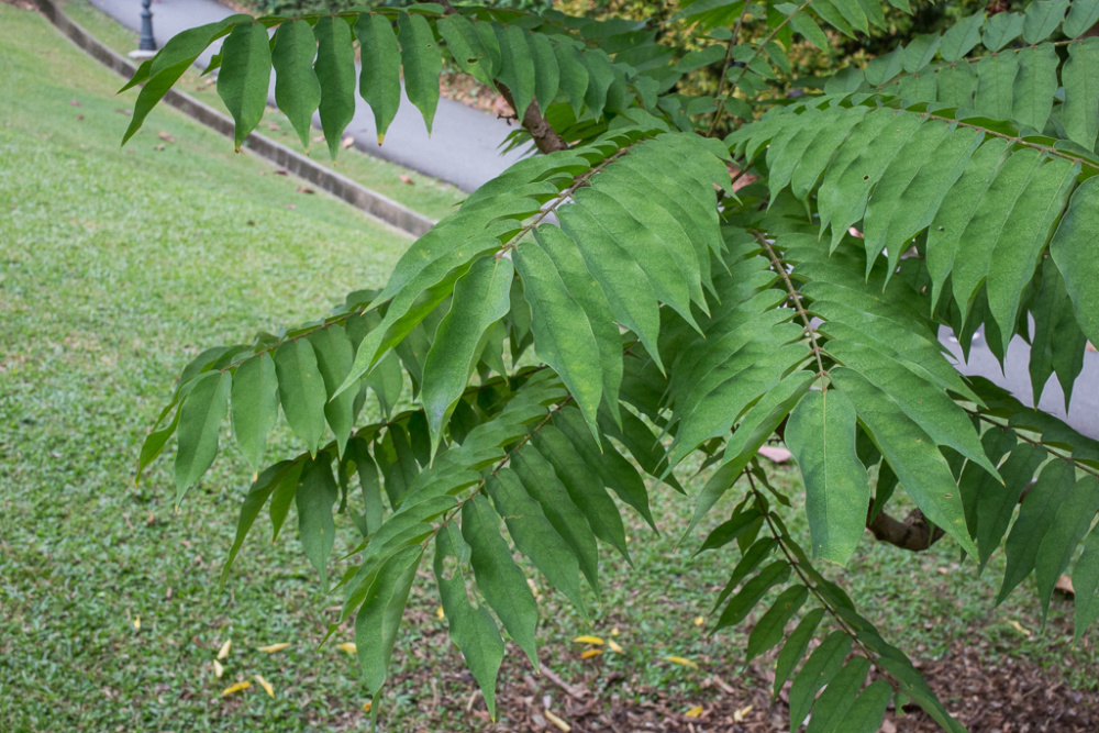 Forest-Bilimbi-leaves