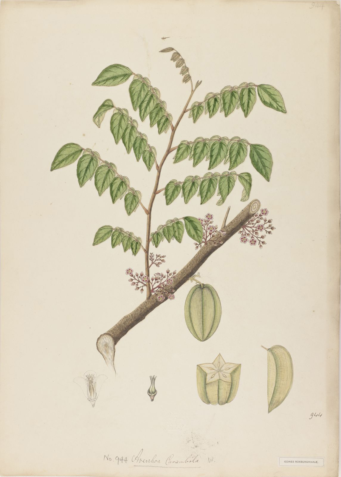 Forest-Bilimbi-plant-illustration