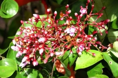 Flower-buds-of-Forest-Bilimbi