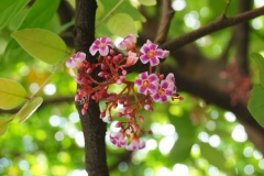 Forest-Bilimbi-flowers