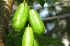 Forest-Bilimbi-fruits