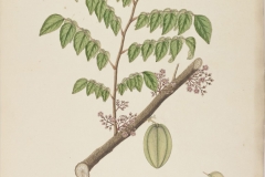 Forest-Bilimbi-plant-illustration