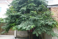 Forest-Bilimbi-tree