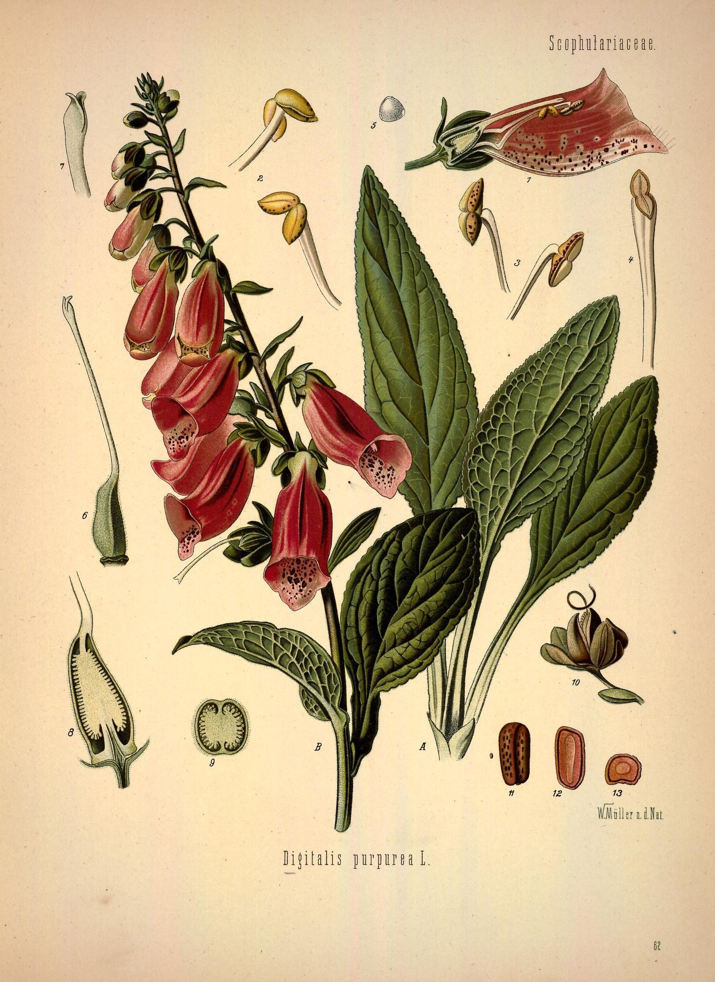 Plant-illustration-of-Foxgloves