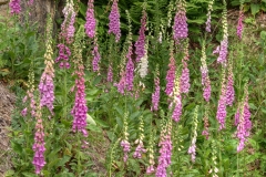 Foxgloves-flower
