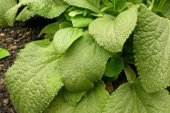 Foxgloves-leaves