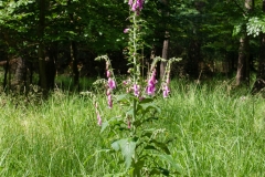 Foxgloves-plant