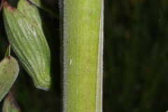 Foxgloves-stem